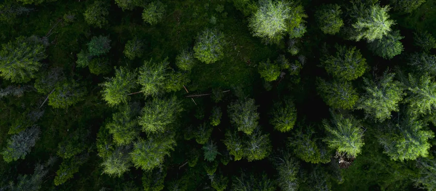 Dense forest — an active field of observation, never a backdrop.