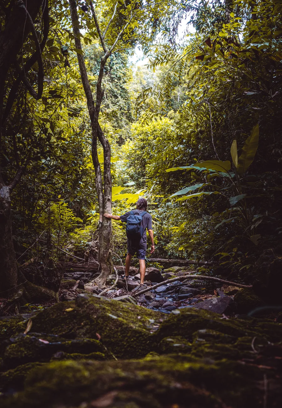 A walker alone on a rainforest trail.