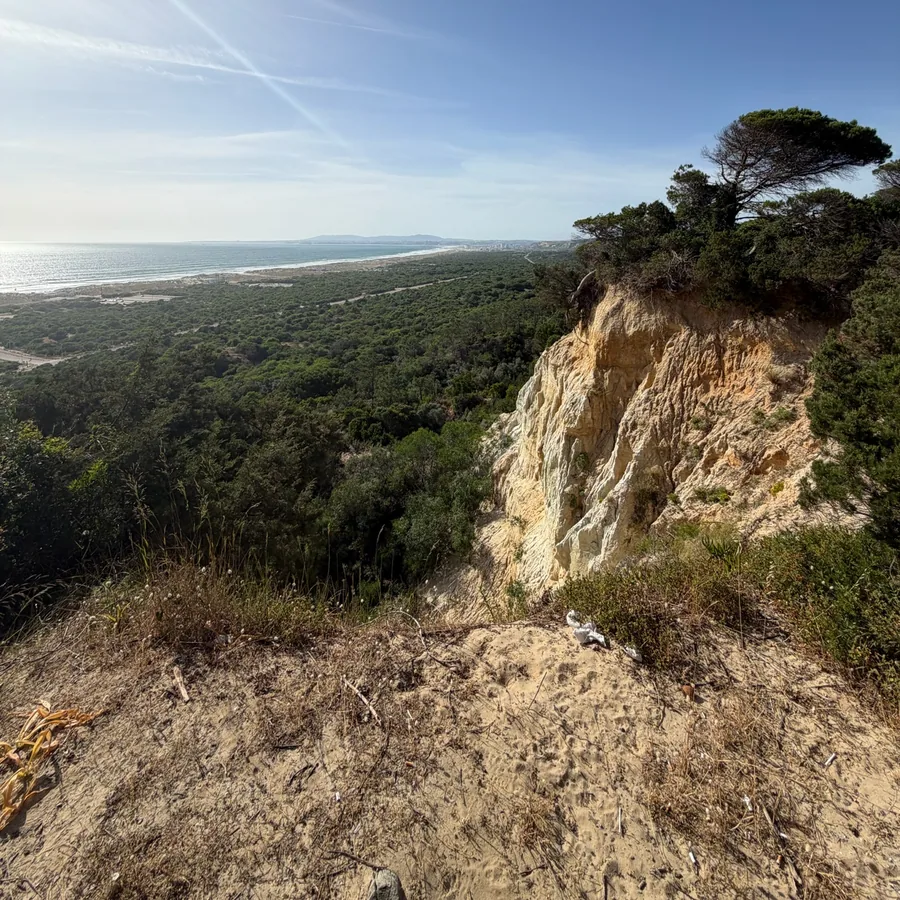 The fossil cliff, dune and maritime pine of the Costa de Caparica.